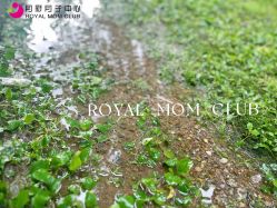 -皇家月府月子中心(沈阳店)