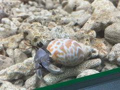 -上海大自然野生昆虫馆(东方明珠·爬宠昆虫探索中心)