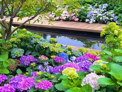 -深圳仙湖植物园