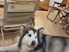 -李小姐の猫咖啡馆(五角场店)