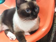 -猫咪博物馆(顶澳仔猫街店)