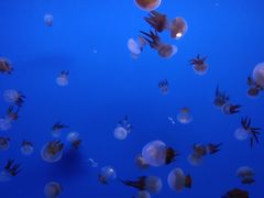 -乌鲁木齐海洋馆
