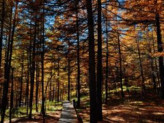 -苏木山森林公园
