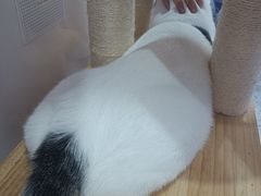 -喵园·猫主题咖啡厅·撸猫·猫咖(国贸店)