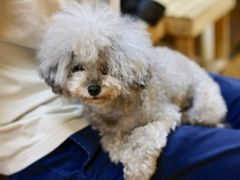 -志龙皇冠吃货椰子铺