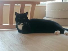 -鼓捣猫呢主题猫咖店