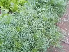 -荣德灶台鱼(圣泉寺店)