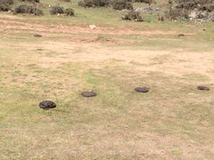 比茶饼还大的牦牛粑粑-石卡雪山