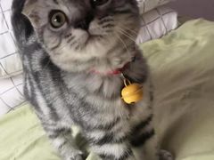 -喜多萌中农锦绣动物医院24H·猫科·牙科MRI·CT