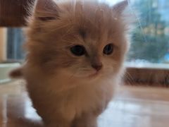 -欣宠猫屋·矮脚拿破仑·蓝金金渐层