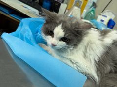 -宏发宠物医院·疑难骨科·特色猫科微创·异宠(工程街店)