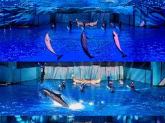 -海合安青岛极地海洋公园