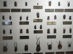 -上海昆虫博物馆