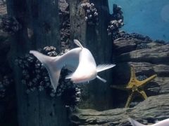 -苏州海洋馆
