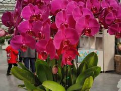 -兰陵国家农业公园