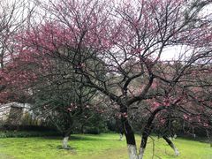 -杭州植物园
