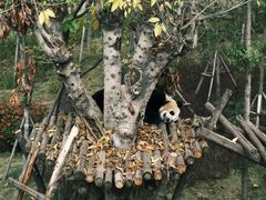 -成都大熊猫繁育研究基地