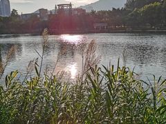 -四海公园(南山区)