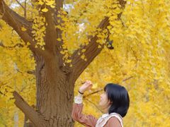 -三里屯东五街银杏大道