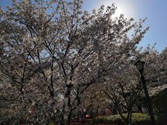 -高东镇樱花园