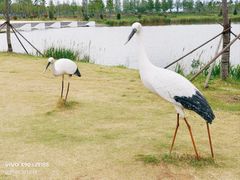 -盐城丹顶鹤湿地生态旅游区