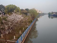-高东镇樱花园