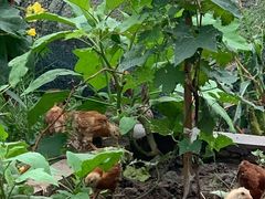 -马陆小张葡萄园农家乐