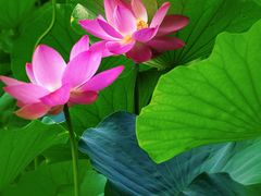-莲花池公园