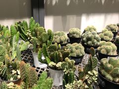 -鹿岛会员店 (龙湖三千集天街店)