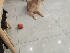 -柴犬小屋·柴餐厅·狗咖食堂(金鼎广场店)