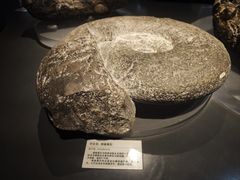 -天津自然博物馆