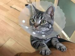 -纳吉亚猫专科动物医院博雅分院