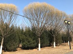 -永定河休闲森林公园