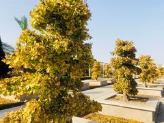 -石家庄市植物园
