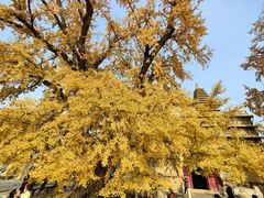 -北京石刻艺术博物馆(五塔寺)