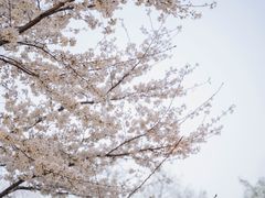 -鸡鸣寺