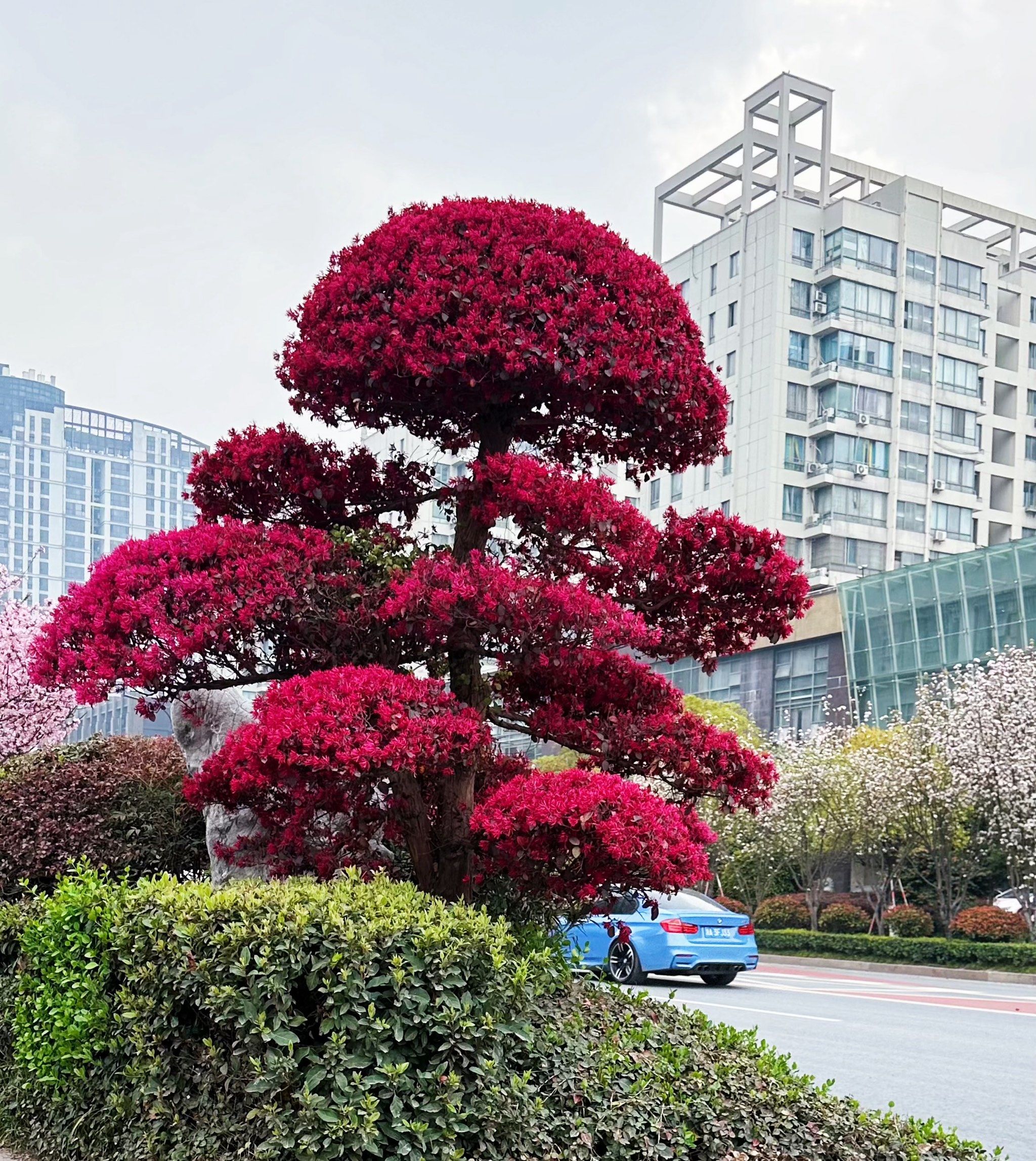 这棵树就在马路中央的绿化带,随手拍都好看