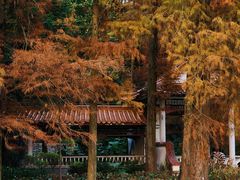 -深圳仙湖植物园
