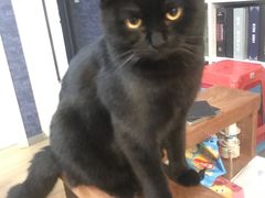 -猫尾侦探俱乐部·剧本杀·狼人杀