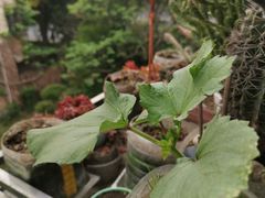 -满记甜品(巴黎春天宝山店)