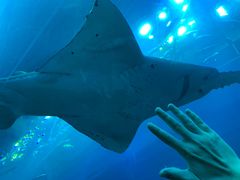 -迪拜水族馆及水下动物园