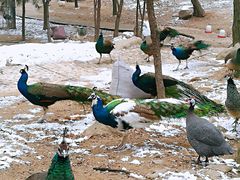 -西安秦岭野生动物园