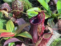 -国家植物园南园