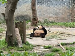 -都江堰中华大熊猫苑