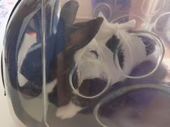 -北京观赏动物医院·24小时大型综合·猫专科·异宠专科