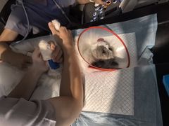 -半岛宠物医院24小时·内窥镜·牙科·碎石中心(府城大道店)