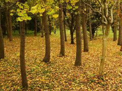 -上海共青森林公园