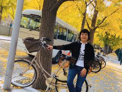 -三里屯东五街银杏大道