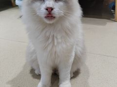 -藏猫猫咖啡主题馆(中央大道店)