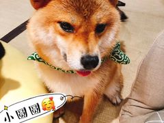 -逗柴咖啡屋·狗咖猫咖宠物桌游
